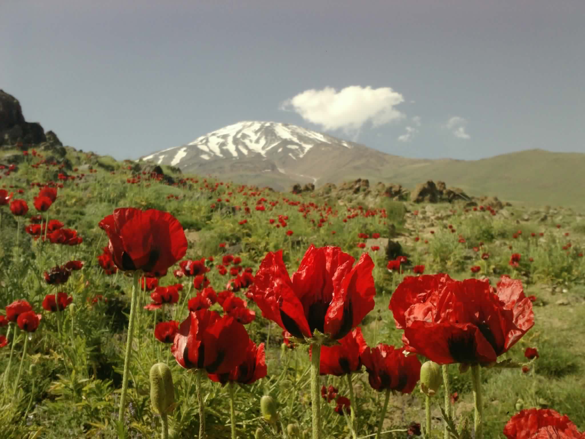گل خشخاش در دامنه دماوند, Mount Damavand