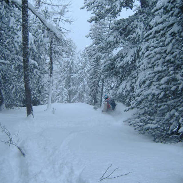 Champex-Lac Snow: Powder in the trees