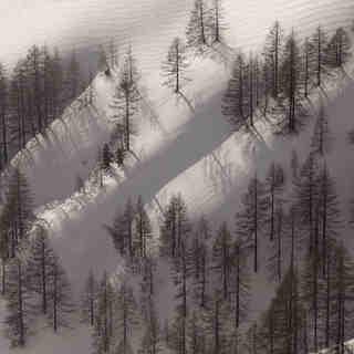 Treeline, Ramsau am Dachstein (Rittisberg)