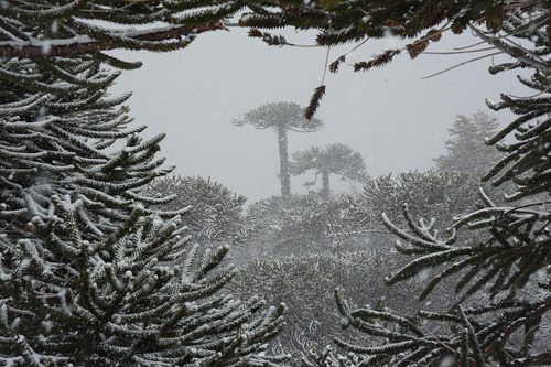 Las Araucarias Ski Resort by: Casey Earle