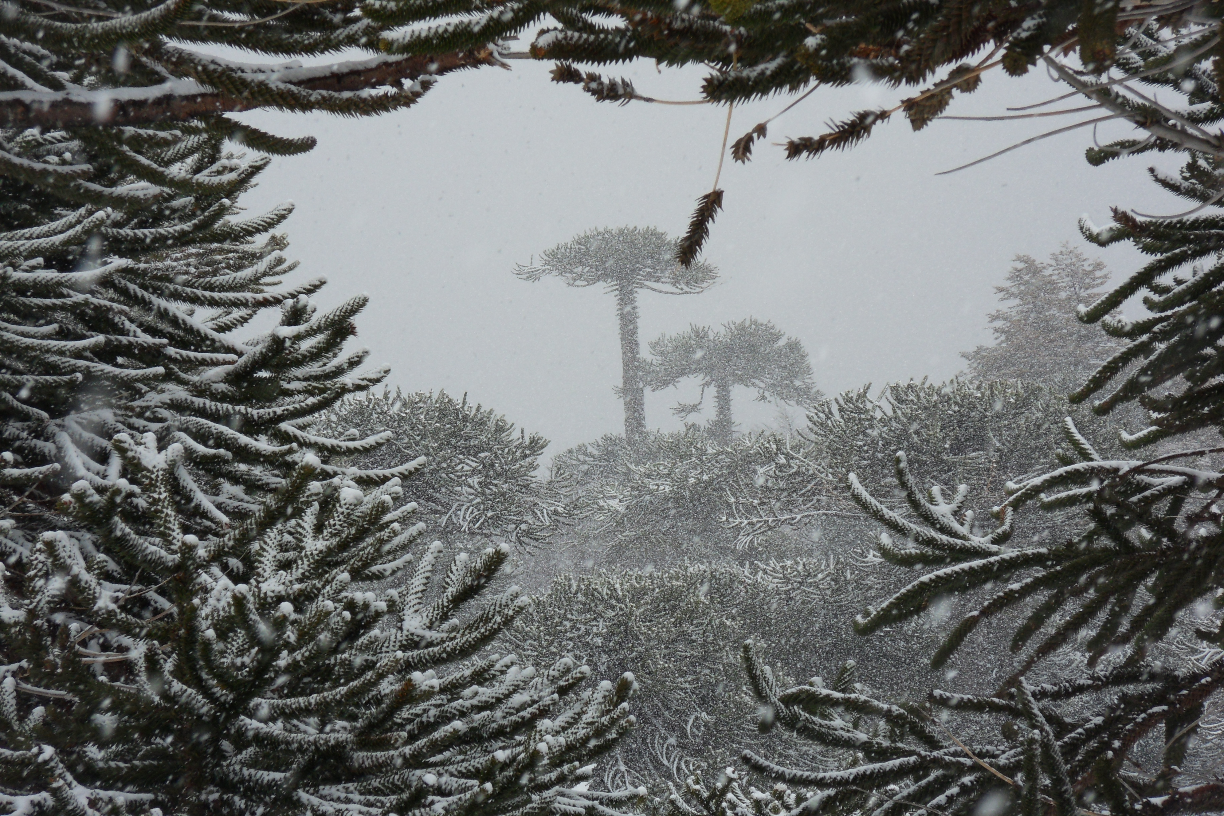 Araucaria Araucana winter glory, Las Araucarias