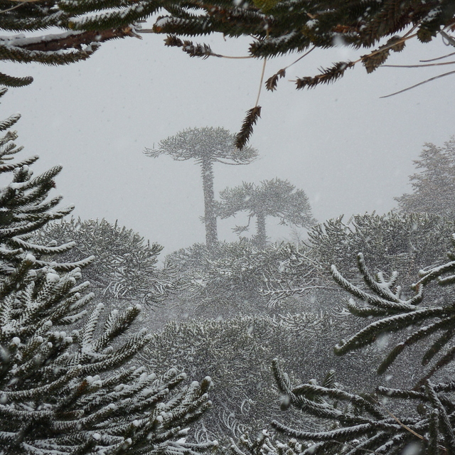 Las Araucarias Snow: Araucaria Araucana winter glory