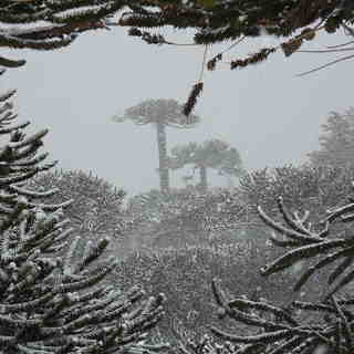 Araucaria Araucana winter glory, Las Araucarias