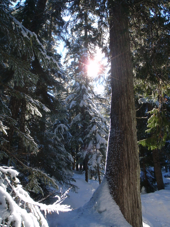 Yellow Cedar