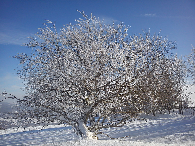 Tree at Rothanglift, Bischofsheim an der Rhon