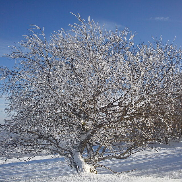 Tree at Rothanglift, Bischofsheim an der Rhon