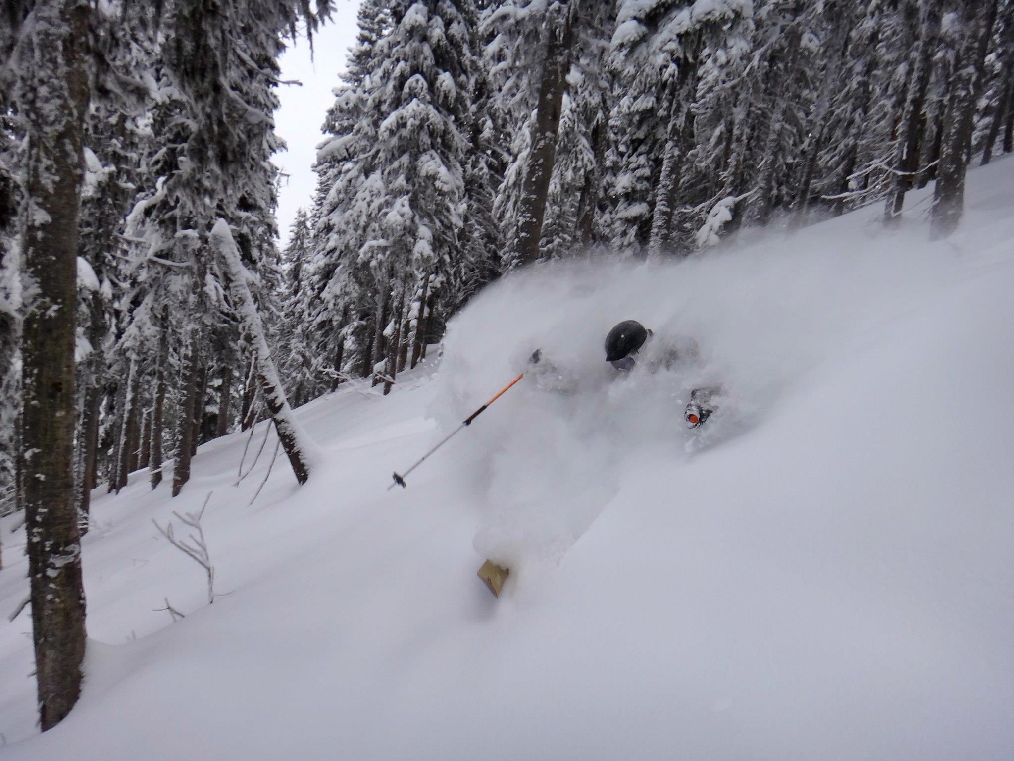 Stag Leap trees, Fernie