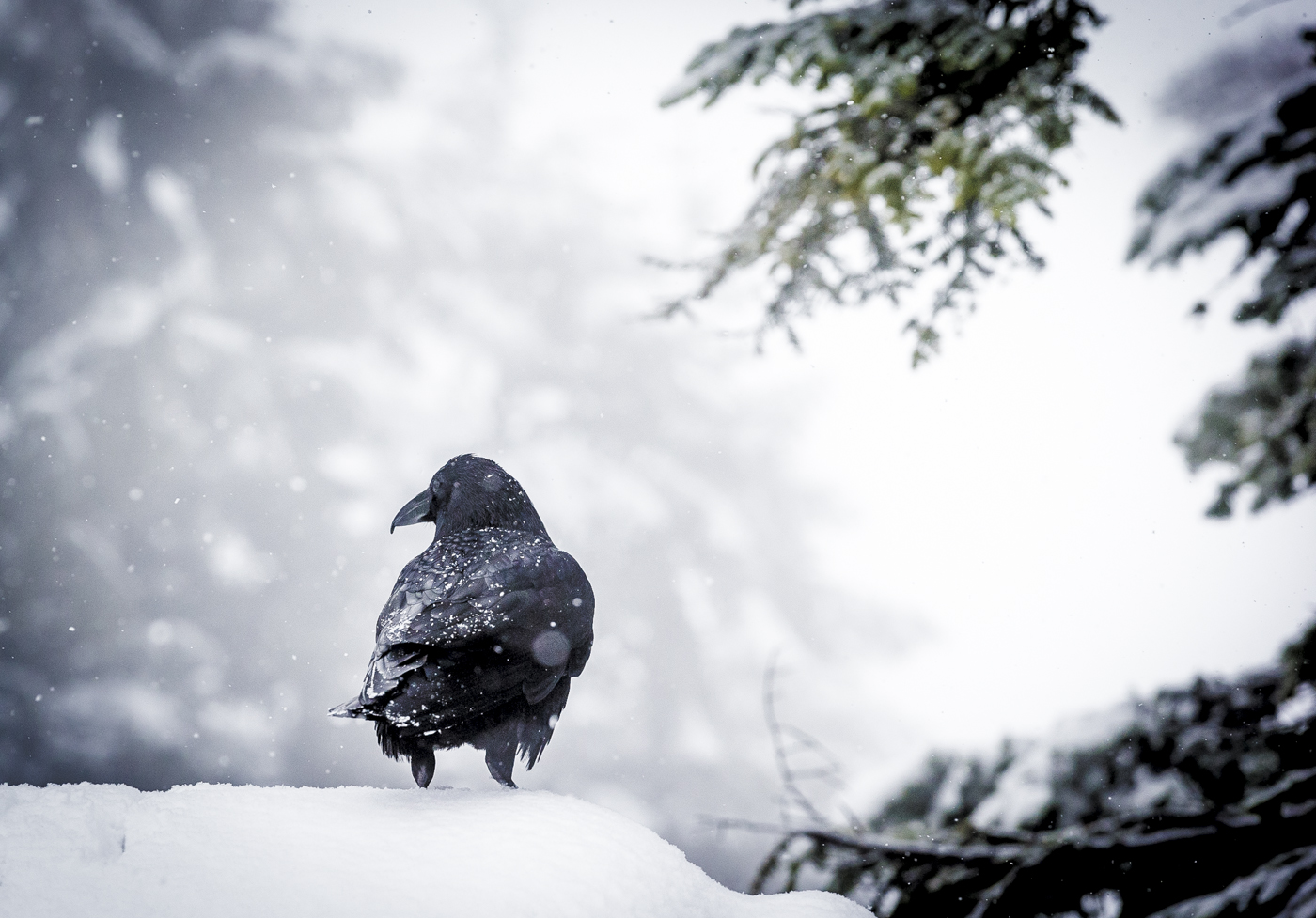 Fresh Snow for the Ravens, Grouse Mountain