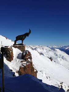 chamois of piz nair, St Moritz photo
