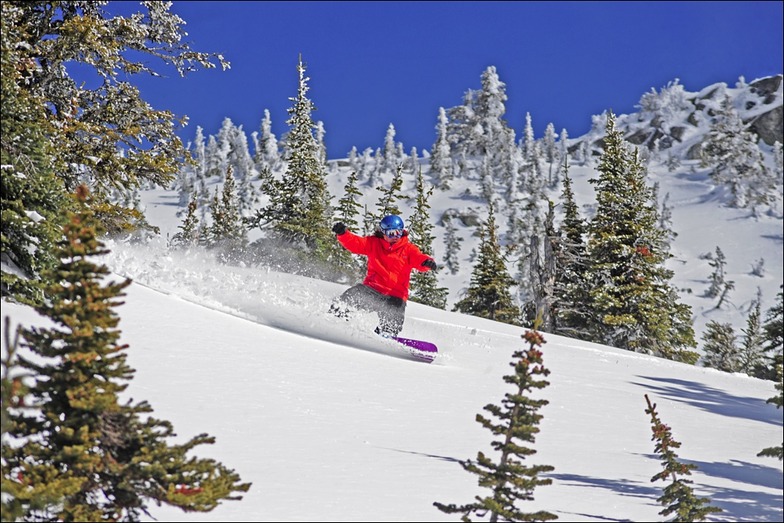 big white