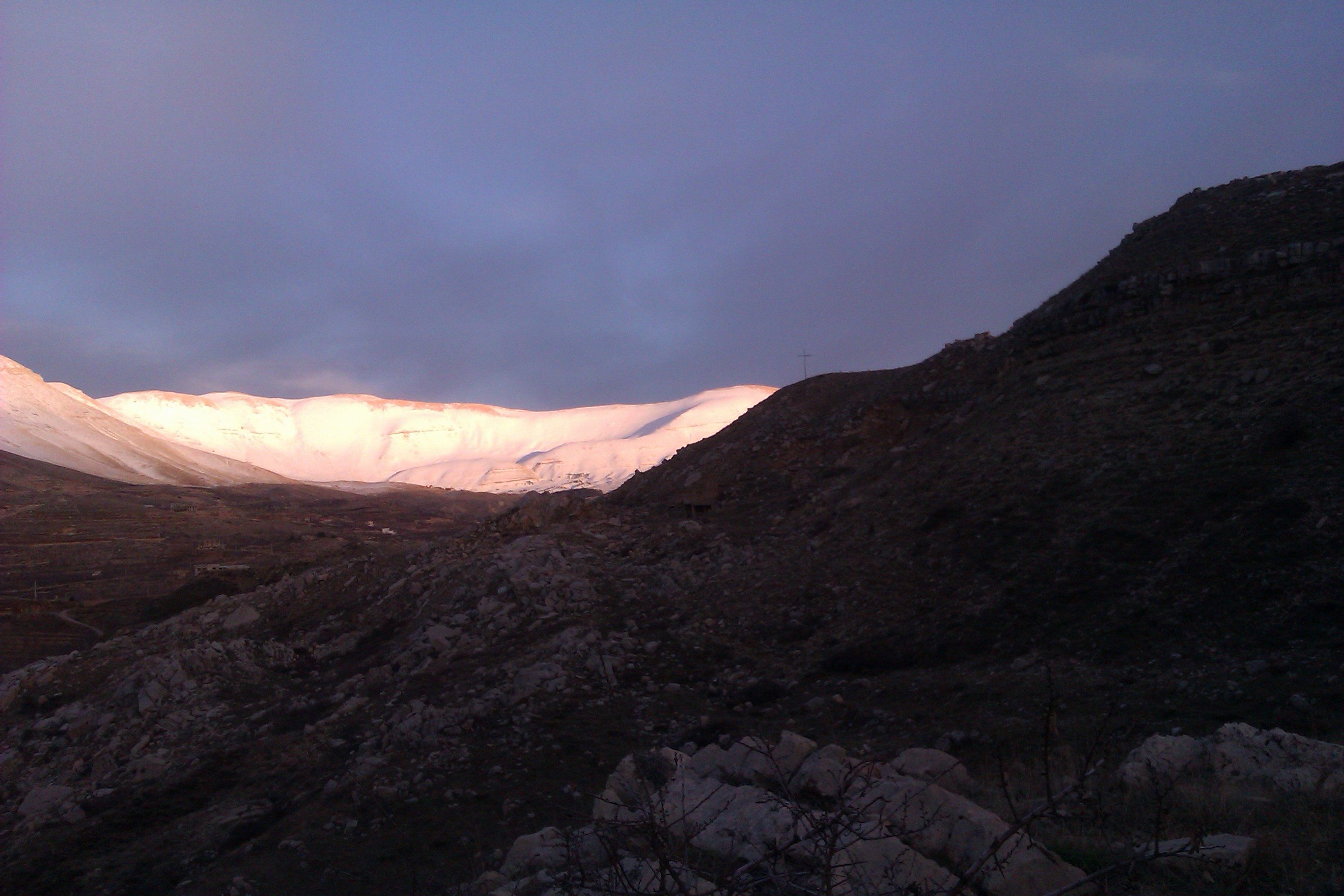 goldmount, Cedars