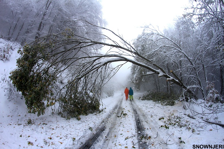 The fallen tree, Brezovica