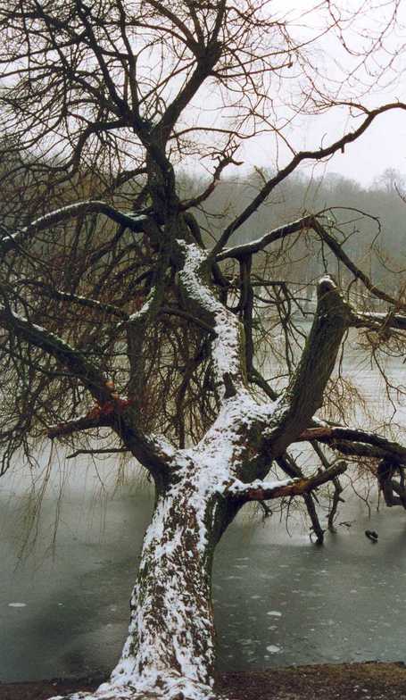 Wintertime in Tervuren park - Belgium