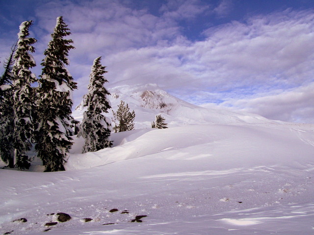 MtHood beauty, Timberline