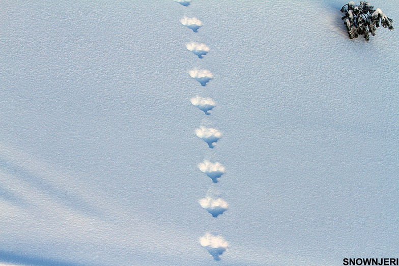Rabbit trail, Brezovica