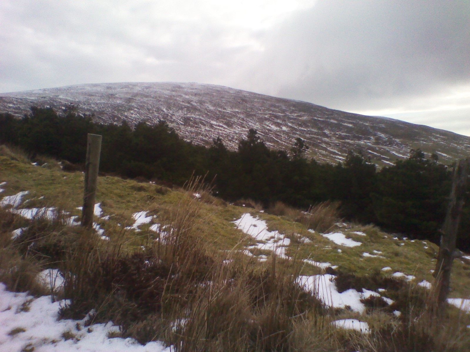 Seefin slope summit to mid., Seefin (Monavullagh)