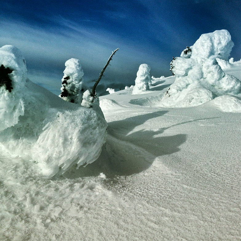 Snow Ghosts in the Alpine, Big White