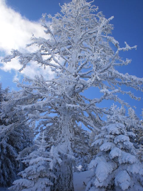 snowtree, Mainalo