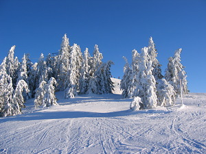 Snowy trees, Scheffau photo