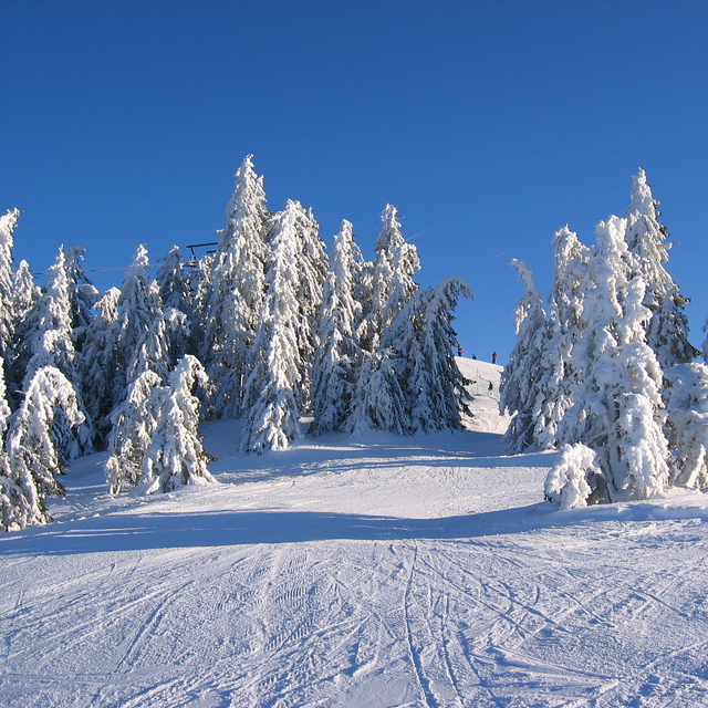 Snowy trees, Scheffau