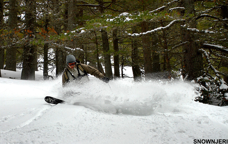 Ardi, Brezovica