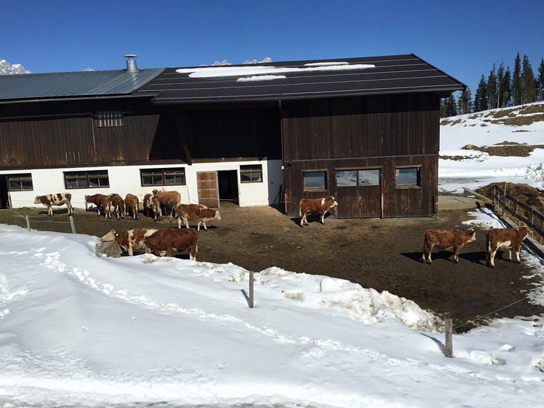 Cow Shed, Going