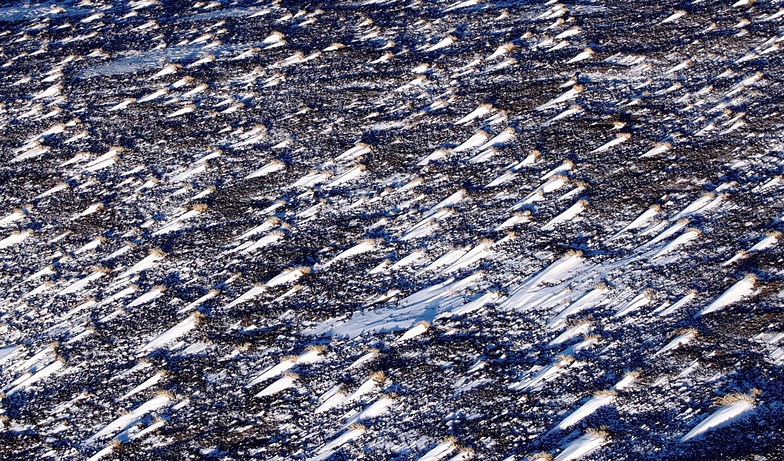 Snow fish, Corralco (Lonquimay)