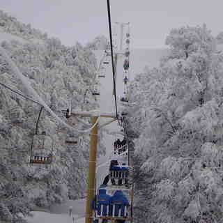Telesilla, Cerro Mirador
