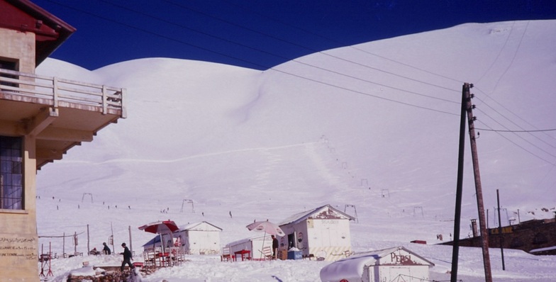 Cedars