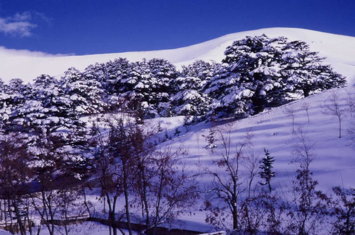 Cedars