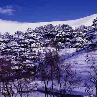 Cedars