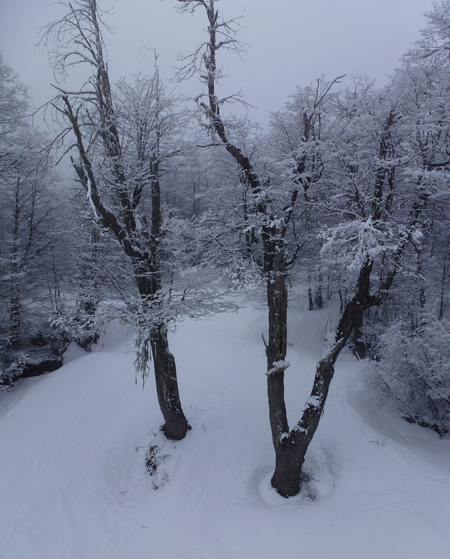 Bosque Nevado, Nevados de Chillan