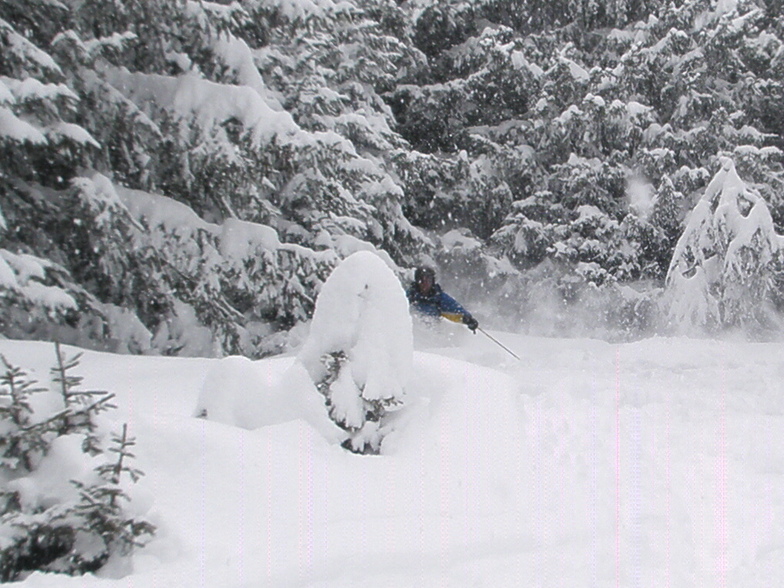 powder in the trees above Davos 