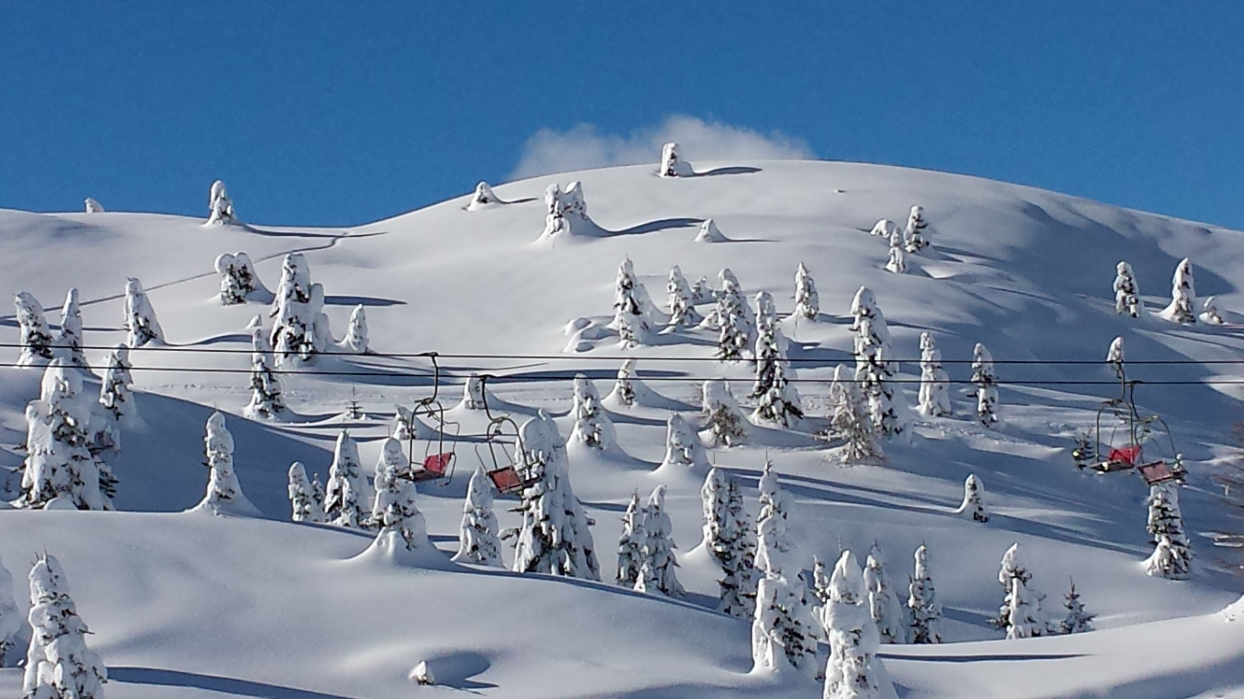 Snowy Trees, Madonna di Campiglio