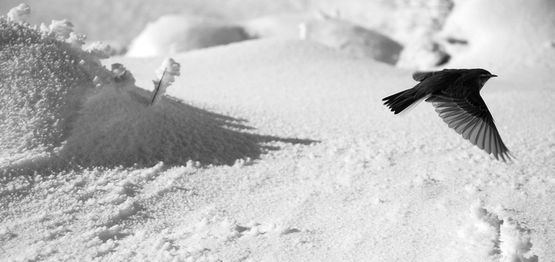 bird in the snow, Silverton Mountain