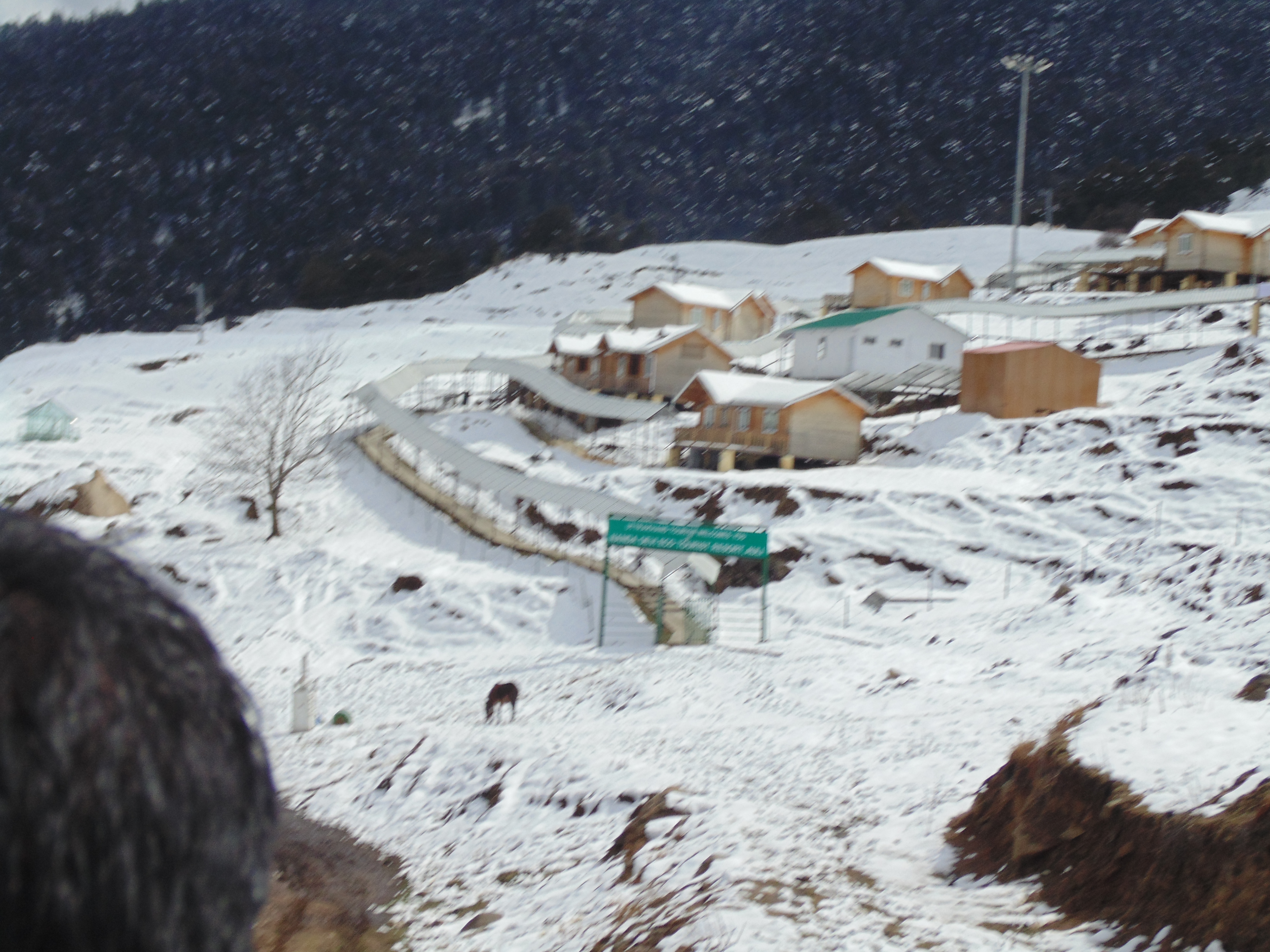 Auli
