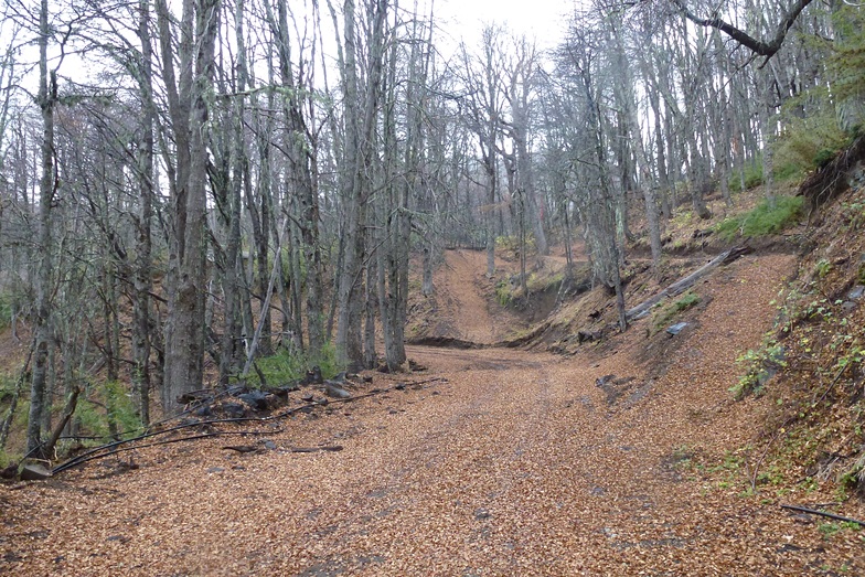 Bosque Nevado en otoño, Nevados de Chillan