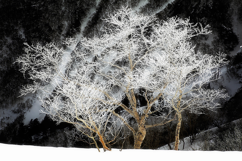 Japanese Frozen Trees, Kurodake