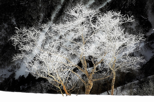 Kurodake Ski Resort by: Rodney Braithwaite