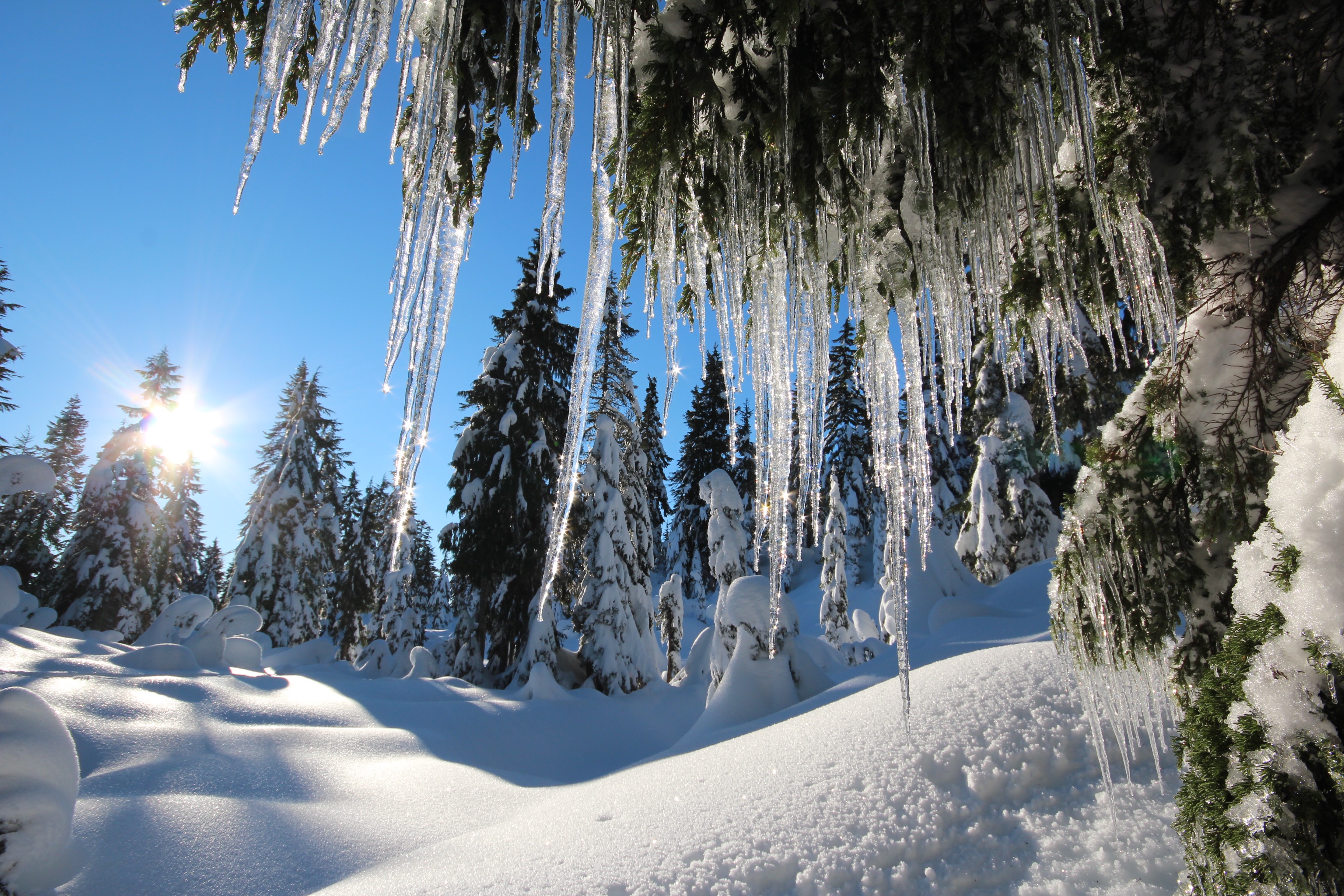 Icicles in paradise, Mt Seymour