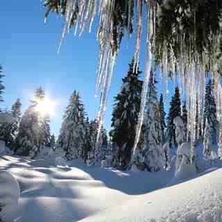 Icicles in paradise, Mt Seymour