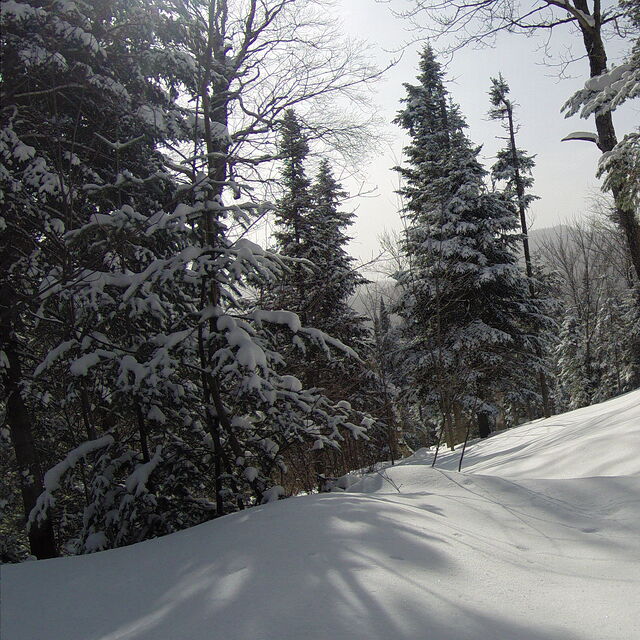 Immaculate powder, Ski La Reserve