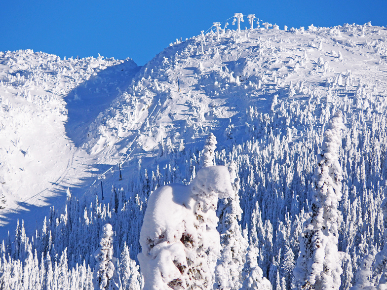 big white