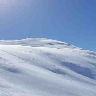 The Cedars 
