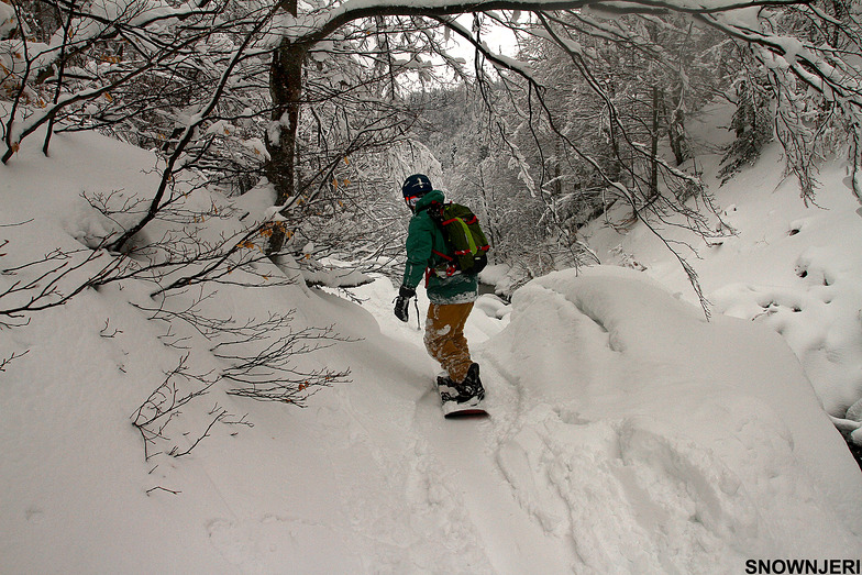 Forest ride, Brezovica