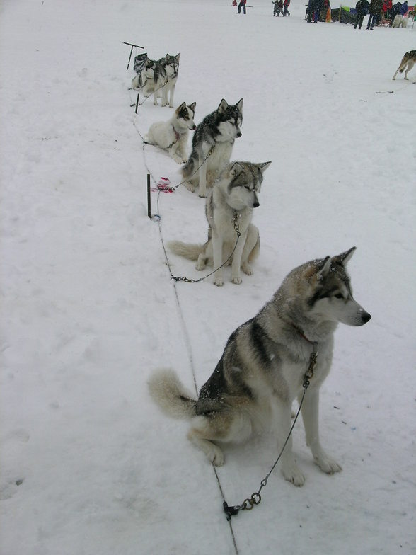 Stand to attention !!, Kungmiut