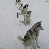 Stand to attention !!, Greenland