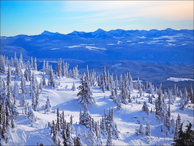 big white