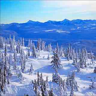 big white
