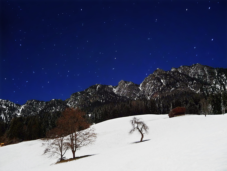 The Great Bear and the Tree - 2, Alpbachtal